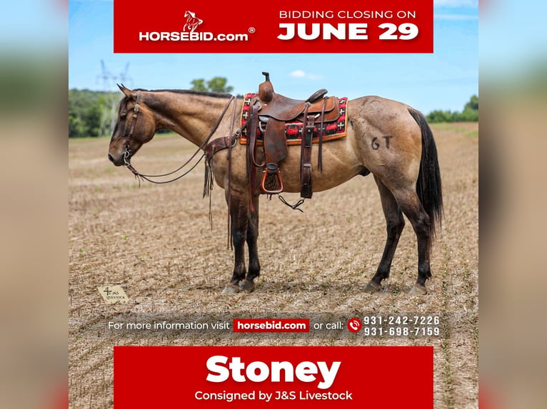 American Quarter Horse Castrone 6 Anni Grullo in Santa Fe