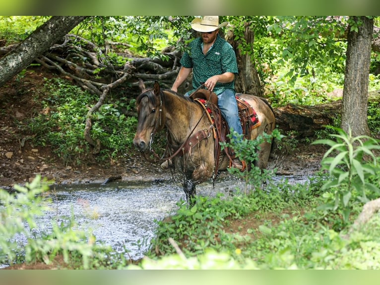 American Quarter Horse Castrone 6 Anni Grullo in Santa Fe
