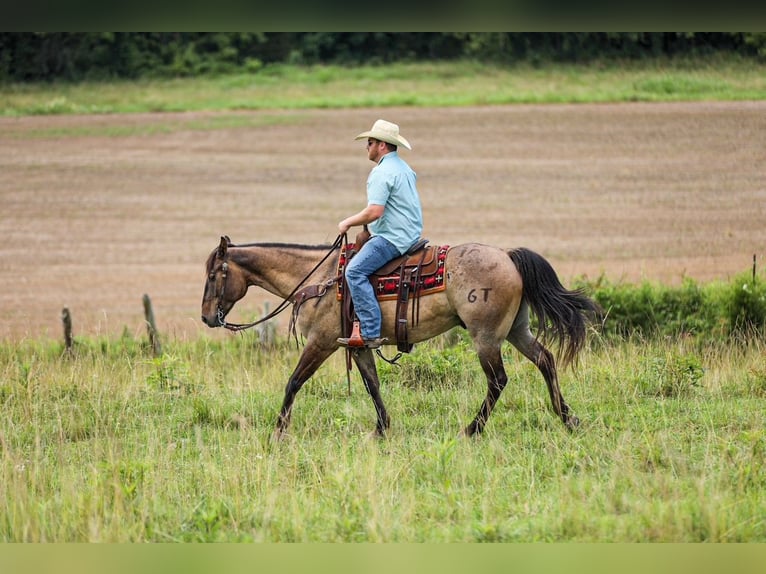 American Quarter Horse Castrone 6 Anni Grullo in Santa Fe