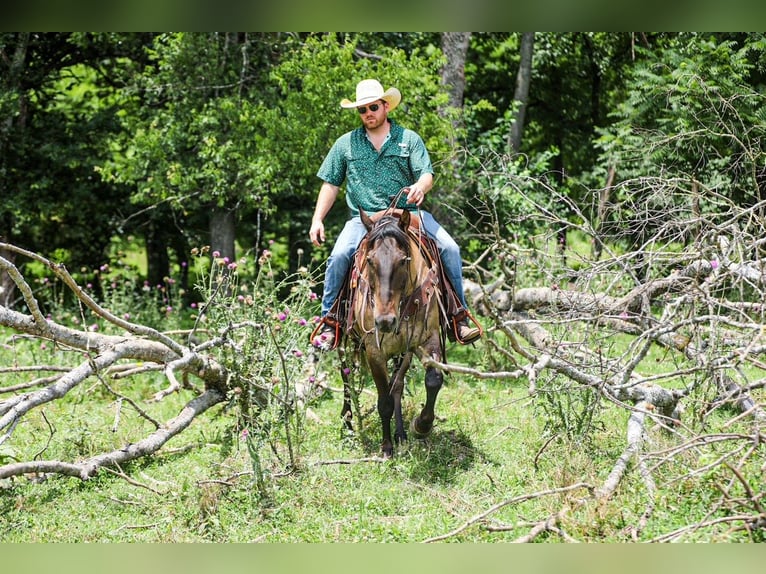 American Quarter Horse Castrone 6 Anni Grullo in Santa Fe