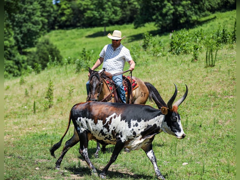 American Quarter Horse Castrone 6 Anni Grullo in Santa Fe