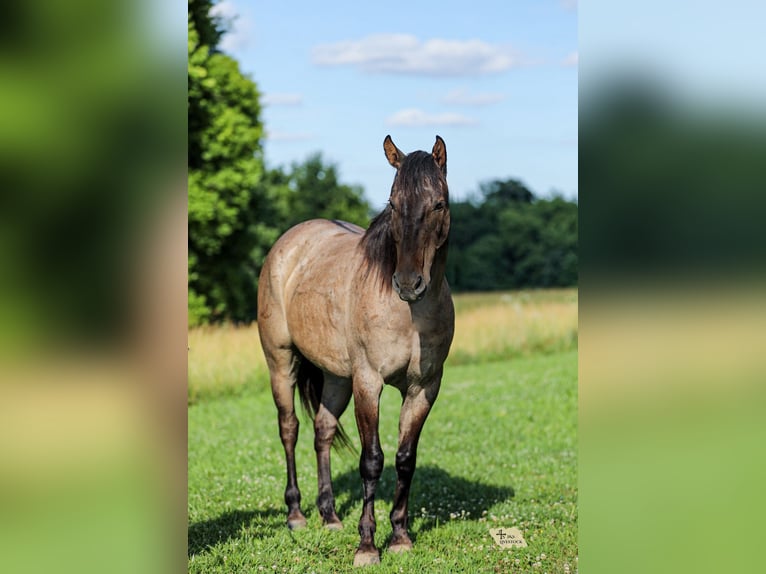 American Quarter Horse Castrone 6 Anni Grullo in Santa Fe