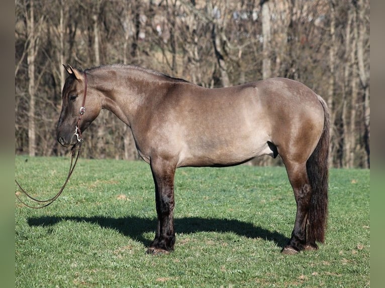 American Quarter Horse Castrone 6 Anni Grullo in Mount Vernon