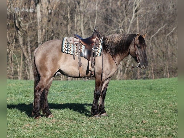 American Quarter Horse Castrone 6 Anni Grullo in Mount Vernon