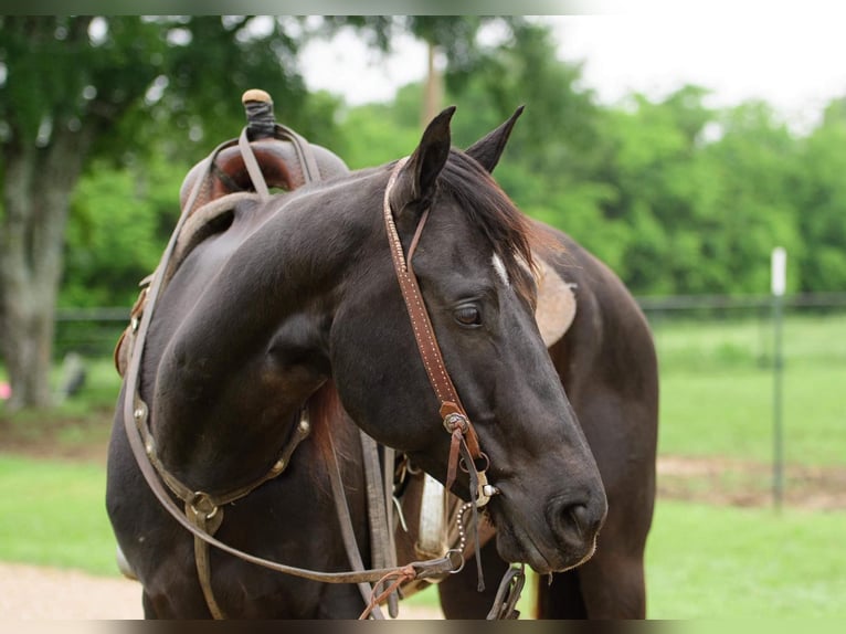 American Quarter Horse Castrone 6 Anni Morello in Savoy  TX