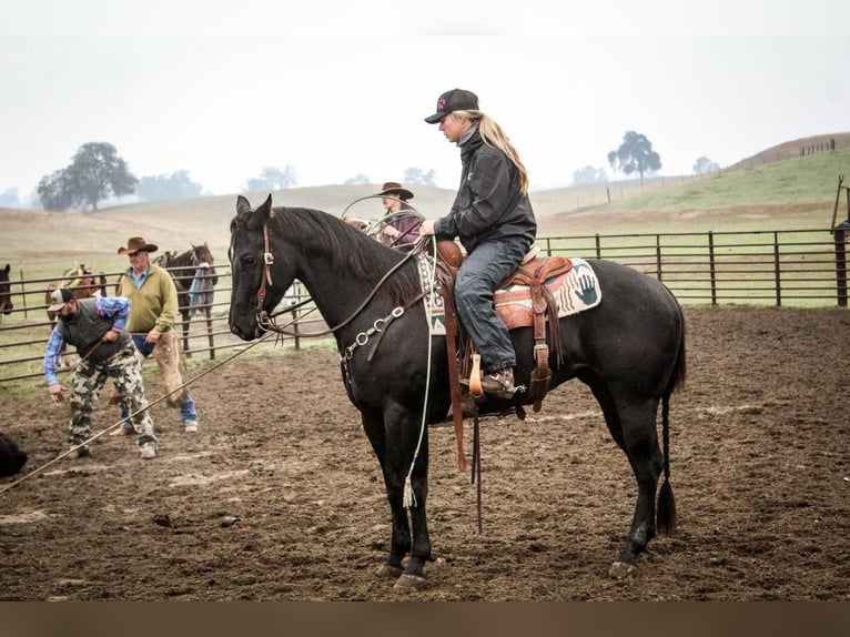 American Quarter Horse Castrone 6 Anni Morello in Waterford, CA