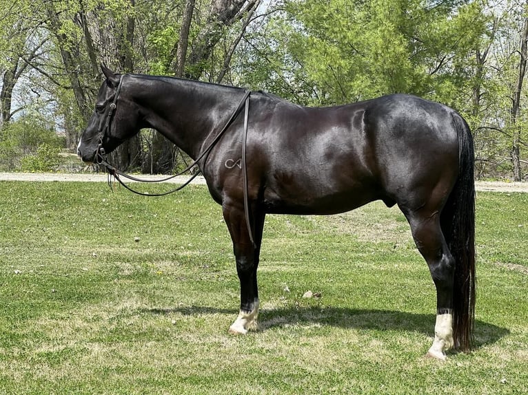 American Quarter Horse Castrone 6 Anni Morello in Zearing, IA