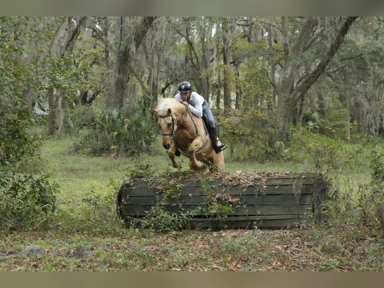 American Quarter Horse Castrone 6 Anni Palomino in Lisbon