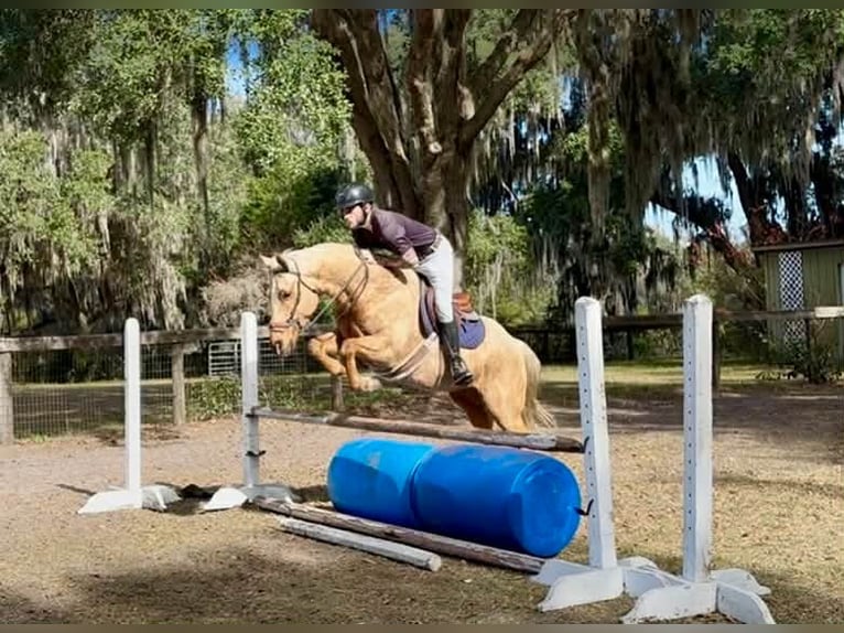 American Quarter Horse Castrone 6 Anni Palomino in Lisbon