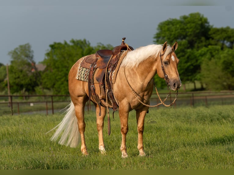 American Quarter Horse Castrone 6 Anni Palomino in Fort Worth