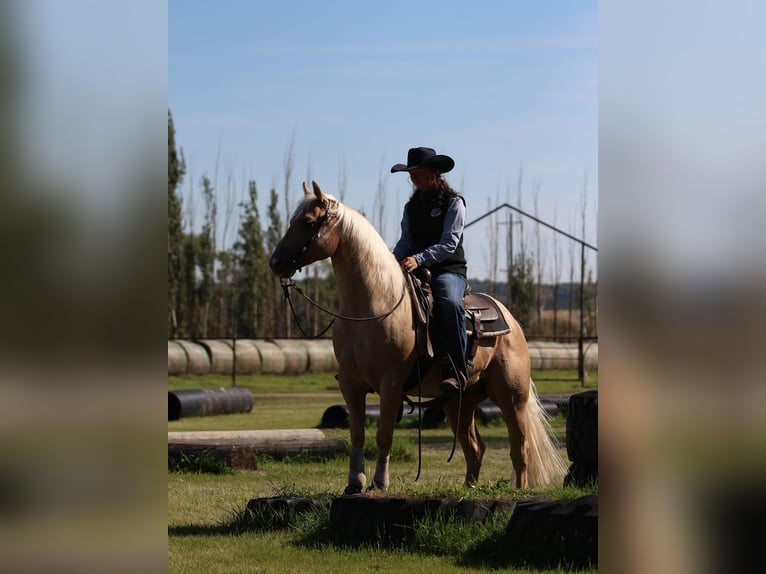 American Quarter Horse Castrone 6 Anni Palomino in Fort Worth