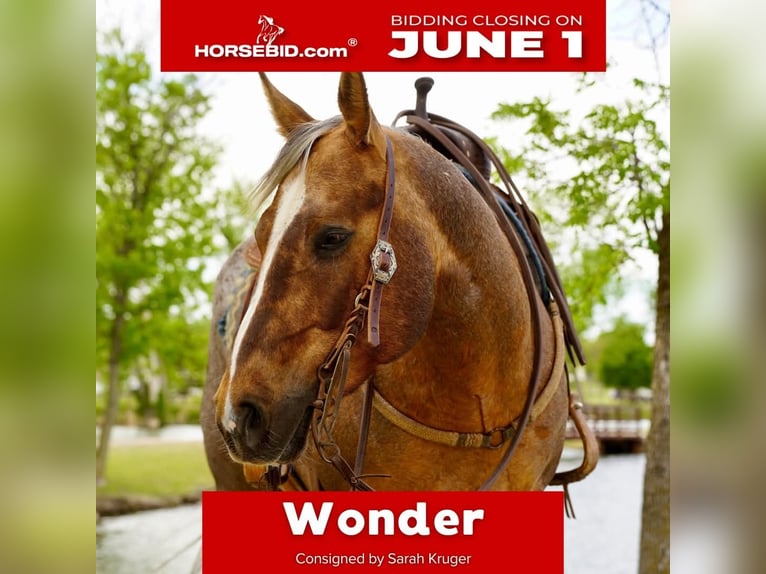 American Quarter Horse Castrone 6 Anni Palomino in Brandon