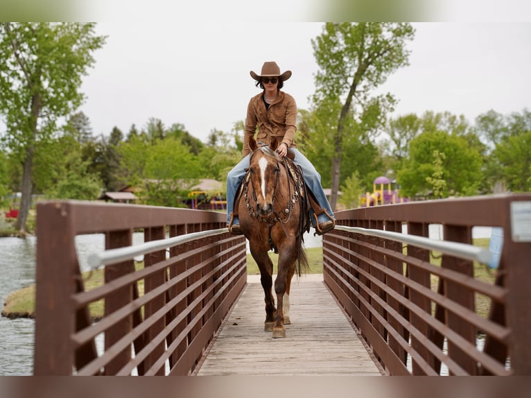American Quarter Horse Castrone 6 Anni Palomino in Brandon
