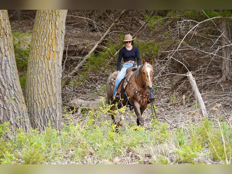 American Quarter Horse Castrone 6 Anni Palomino in Brandon