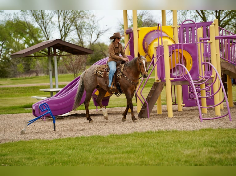 American Quarter Horse Castrone 6 Anni Palomino in Brandon