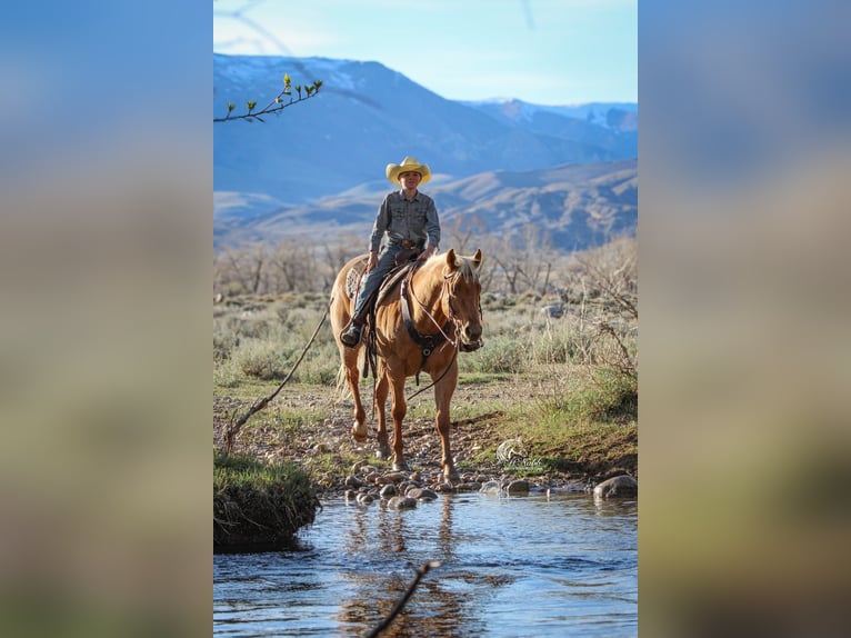 American Quarter Horse Castrone 6 Anni Palomino in Cody