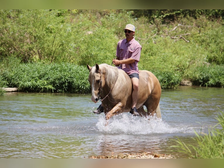 American Quarter Horse Castrone 6 Anni Palomino in Purdy