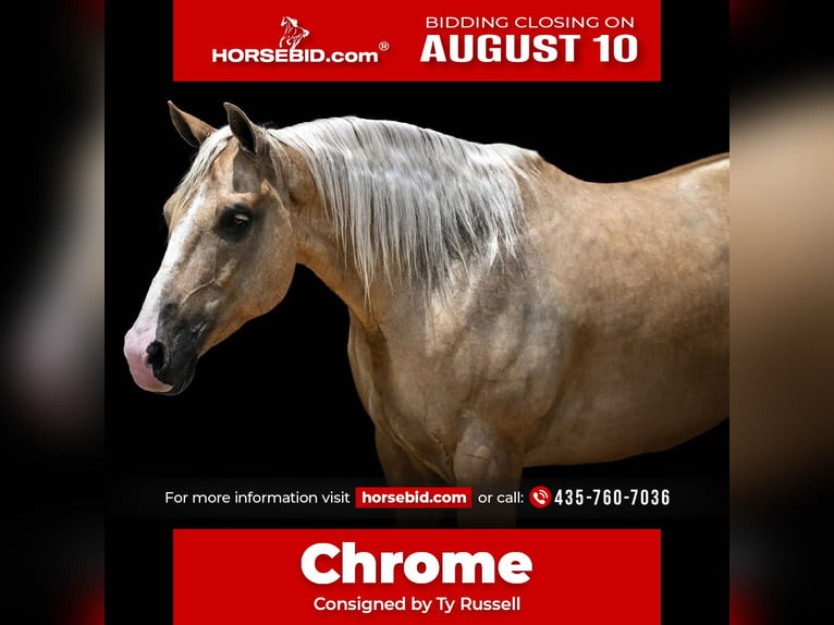 American Quarter Horse Castrone 6 Anni Palomino in Purdy
