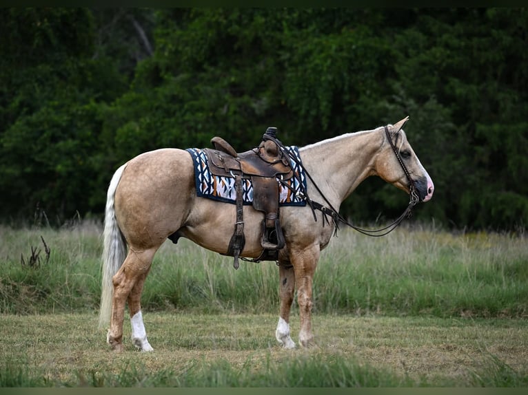 American Quarter Horse Castrone 6 Anni Palomino in Purdy