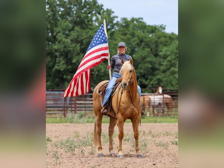 American Quarter Horse Castrone 6 Anni Palomino in Ranger