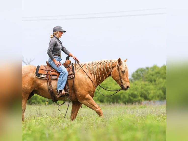American Quarter Horse Castrone 6 Anni Palomino in Ranger