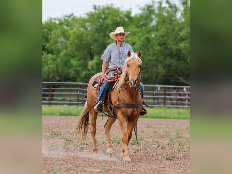 American Quarter Horse Castrone 6 Anni Palomino in Ranger