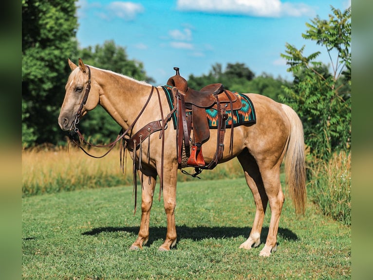American Quarter Horse Castrone 6 Anni Palomino in Santa Fe