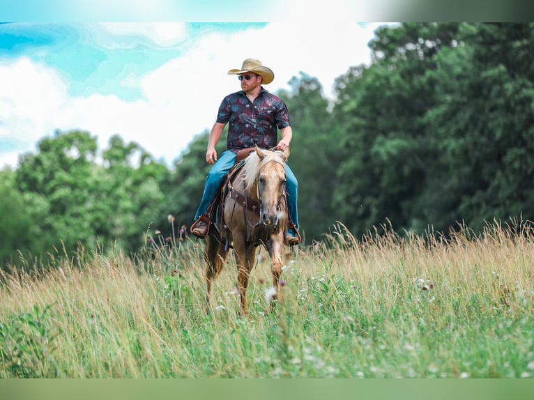 American Quarter Horse Castrone 6 Anni Palomino in Santa Fe