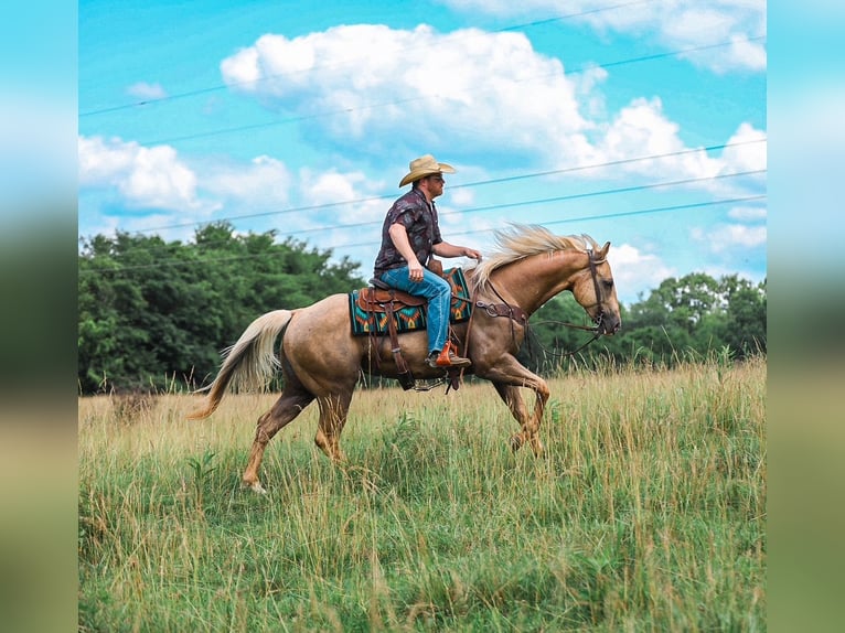 American Quarter Horse Castrone 6 Anni Palomino in Santa Fe