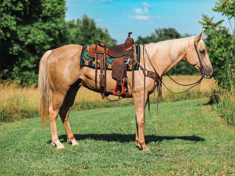 American Quarter Horse Castrone 6 Anni Palomino in Santa Fe