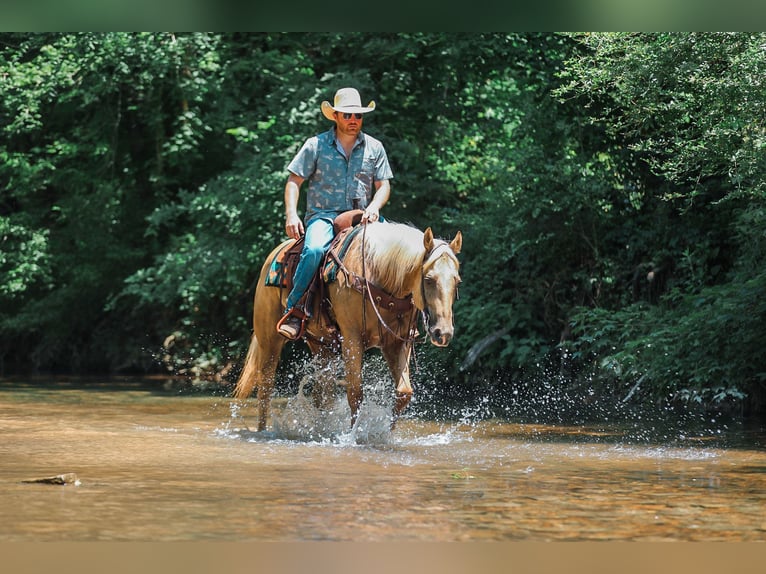 American Quarter Horse Castrone 6 Anni Palomino in Santa Fe