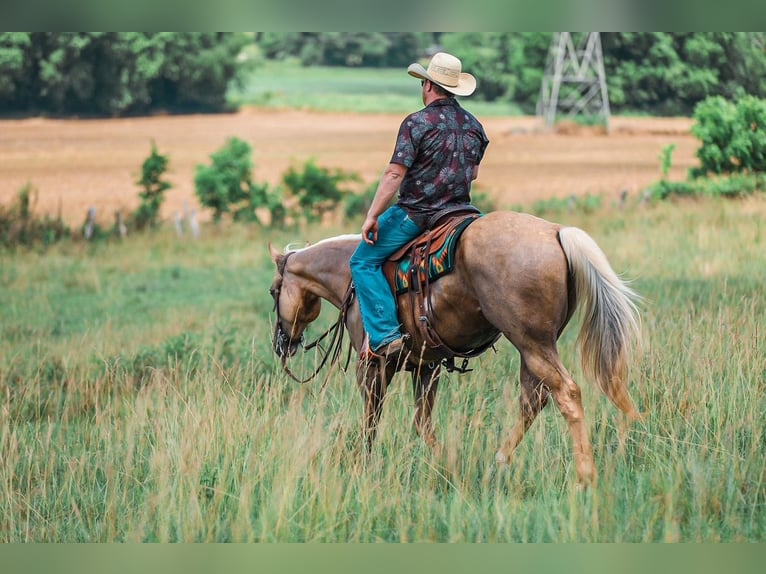 American Quarter Horse Castrone 6 Anni Palomino in Santa Fe