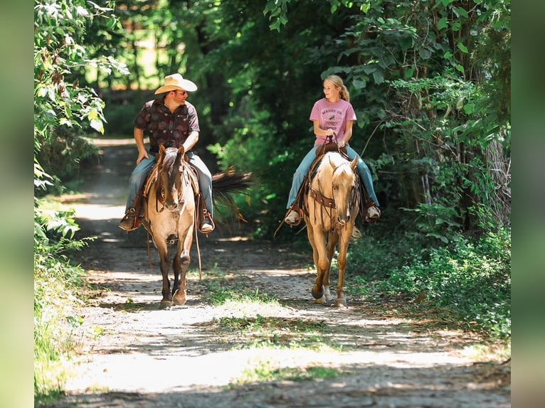 American Quarter Horse Castrone 6 Anni Palomino in Santa Fe