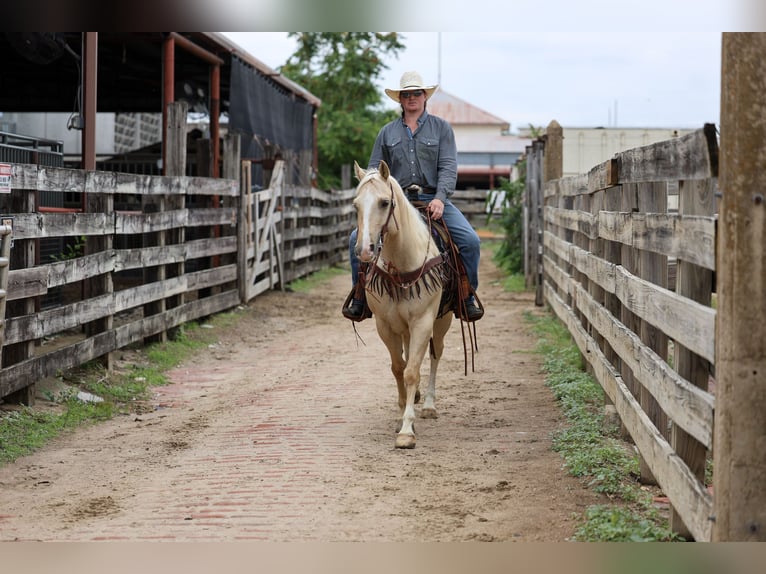 American Quarter Horse Castrone 6 Anni Palomino in Stephenville