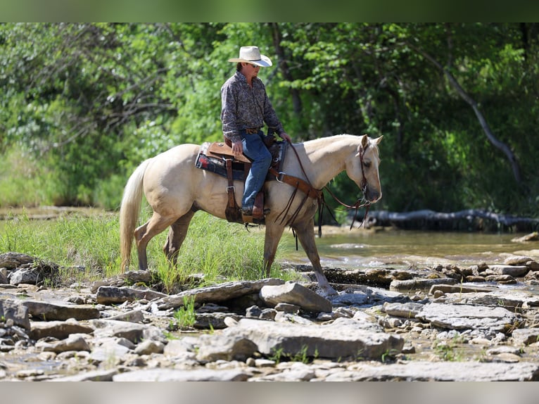 American Quarter Horse Castrone 6 Anni Palomino in Stephenville