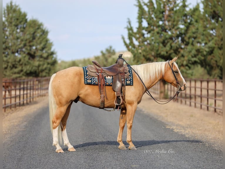 American Quarter Horse Castrone 6 Anni Palomino in Swisshome