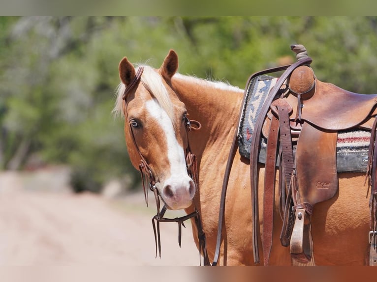 American Quarter Horse Castrone 6 Anni Palomino in Canadian, TX