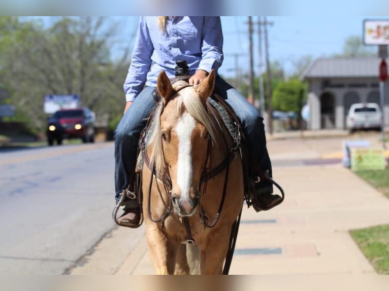 American Quarter Horse Castrone 6 Anni Palomino in Joshua, TX