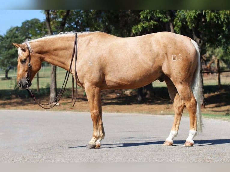 American Quarter Horse Castrone 6 Anni Palomino in Joshua, TX