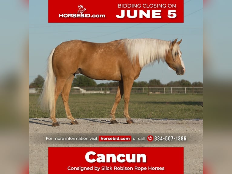 American Quarter Horse Castrone 6 Anni Palomino in Weatherford, TX