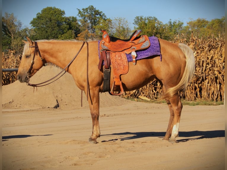 American Quarter Horse Castrone 6 Anni Palomino in Saint Joe