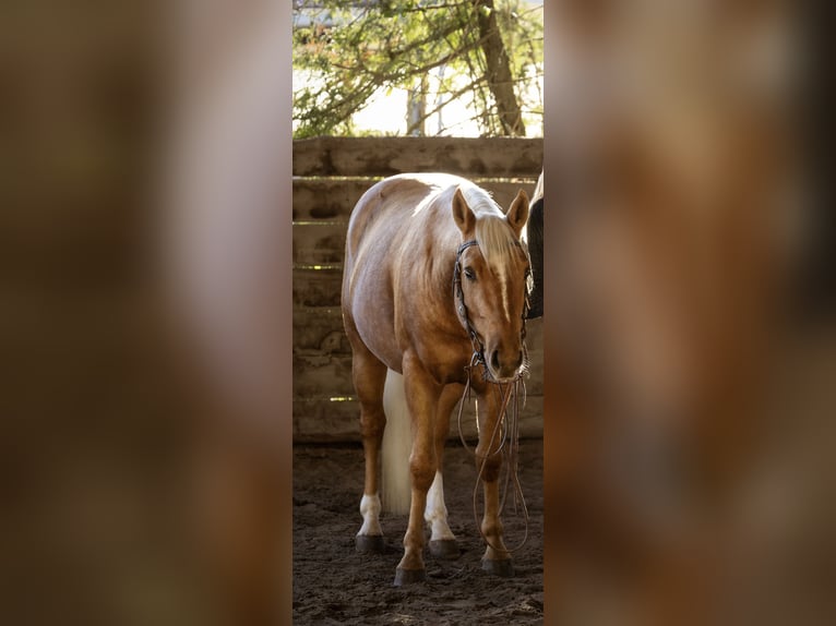 American Quarter Horse Castrone 6 Anni Palomino in Mörlenbach