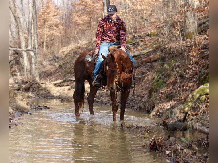 American Quarter Horse Castrone 6 Anni in Lexington IN