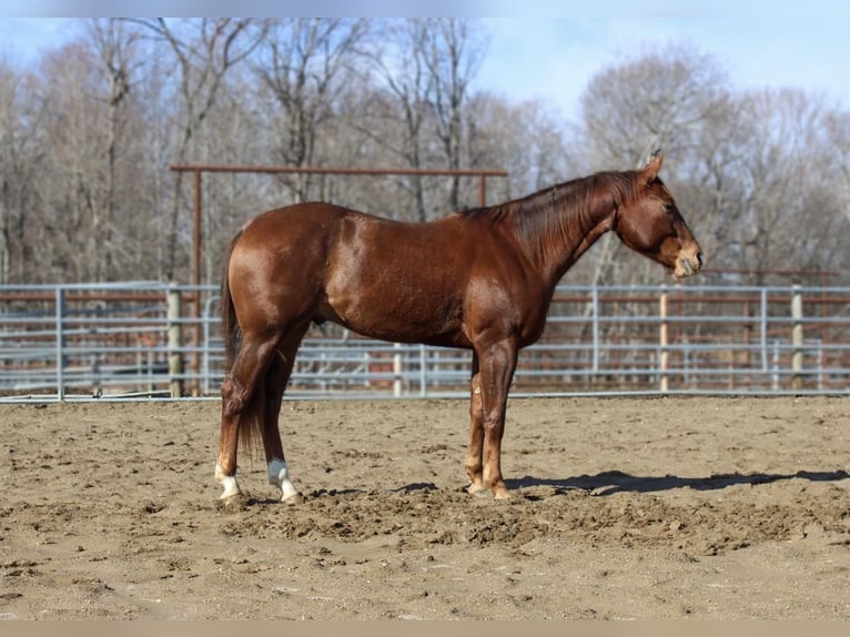 American Quarter Horse Castrone 6 Anni in Lexington IN