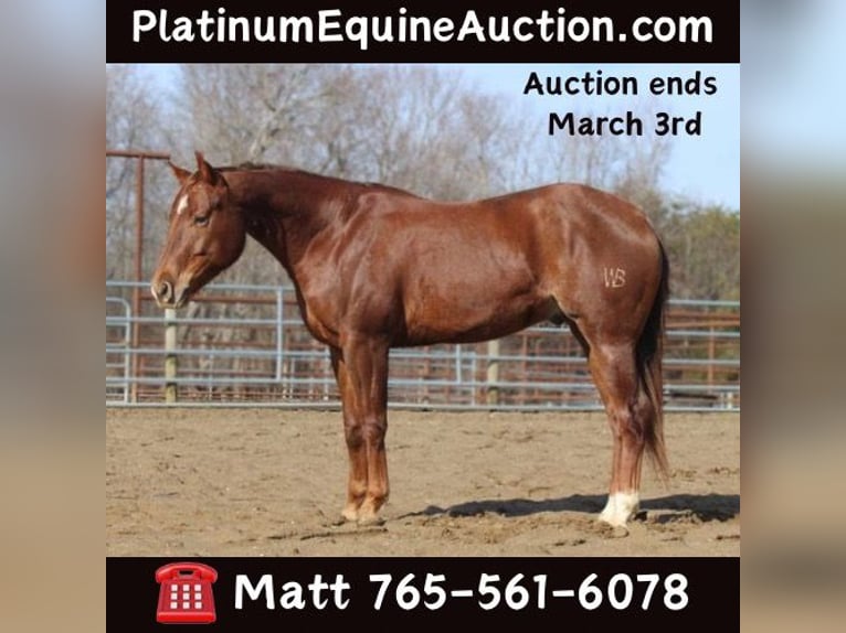 American Quarter Horse Castrone 6 Anni in Lexington IN