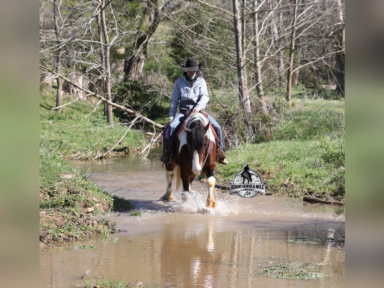 American Quarter Horse Castrone 6 Anni  in Mount Vernon
