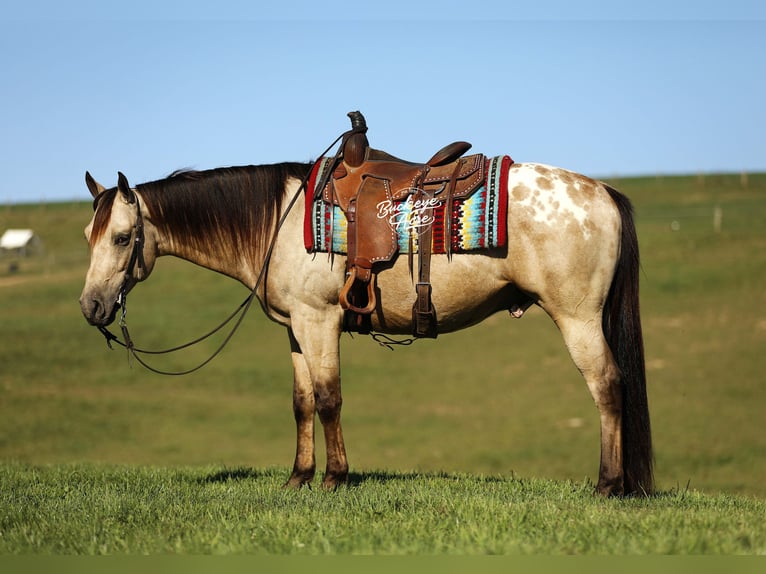 American Quarter Horse Mix Castrone 6 Anni Pelle di daino in Millersburg oh