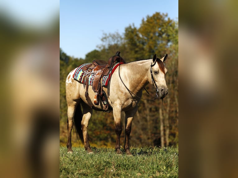 American Quarter Horse Mix Castrone 6 Anni Pelle di daino in Millersburg oh