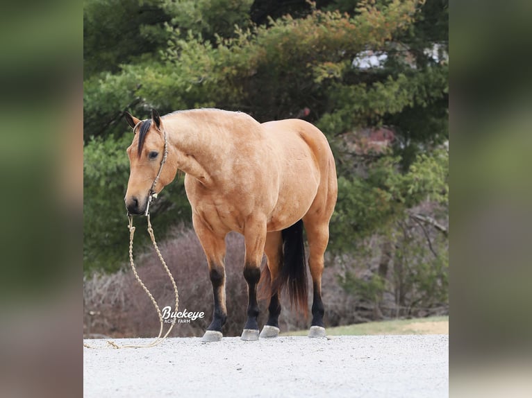 American Quarter Horse Castrone 6 Anni Pelle di daino in Millersburg