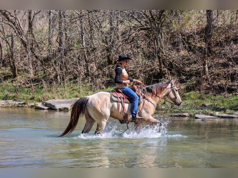 American Quarter Horse Castrone 6 Anni Pelle di daino in Flemingsburg Ky
